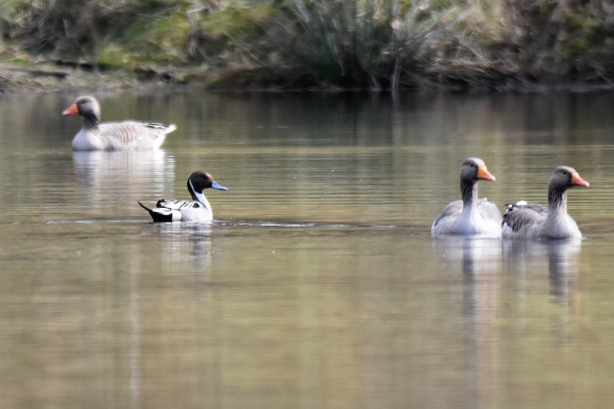 Northern Pintail - Lukasz Pulawski