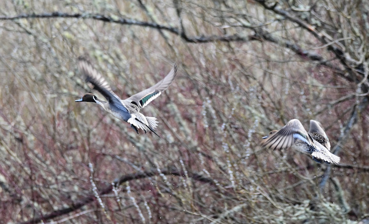 Northern Pintail - Lukasz Pulawski