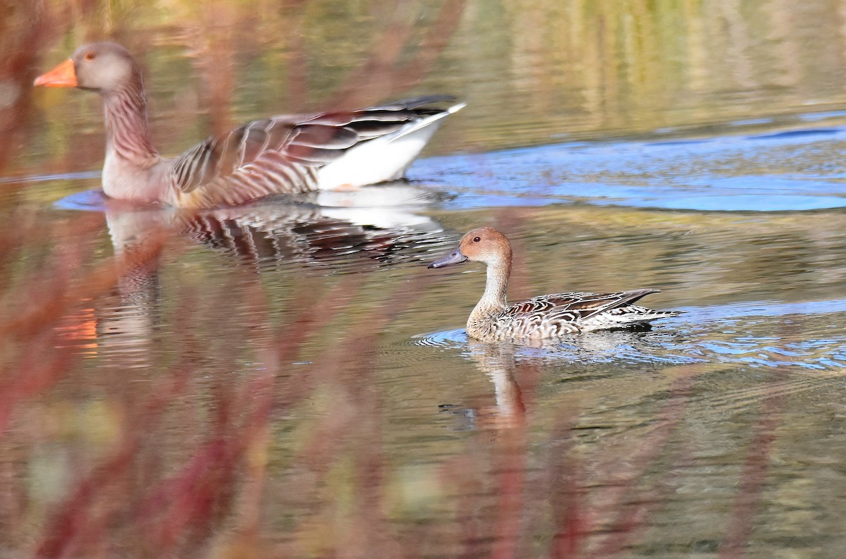 Northern Pintail - Lukasz Pulawski