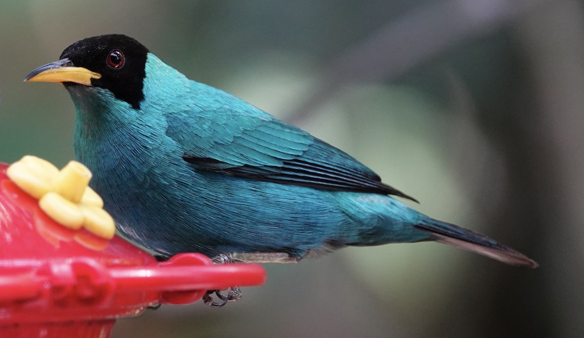 Green Honeycreeper - Judith White