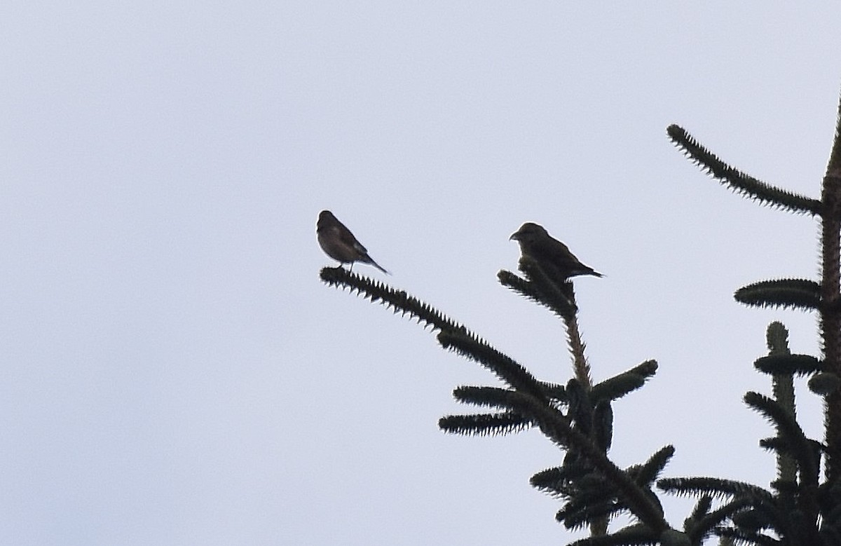 Red Crossbill - Lukasz Pulawski