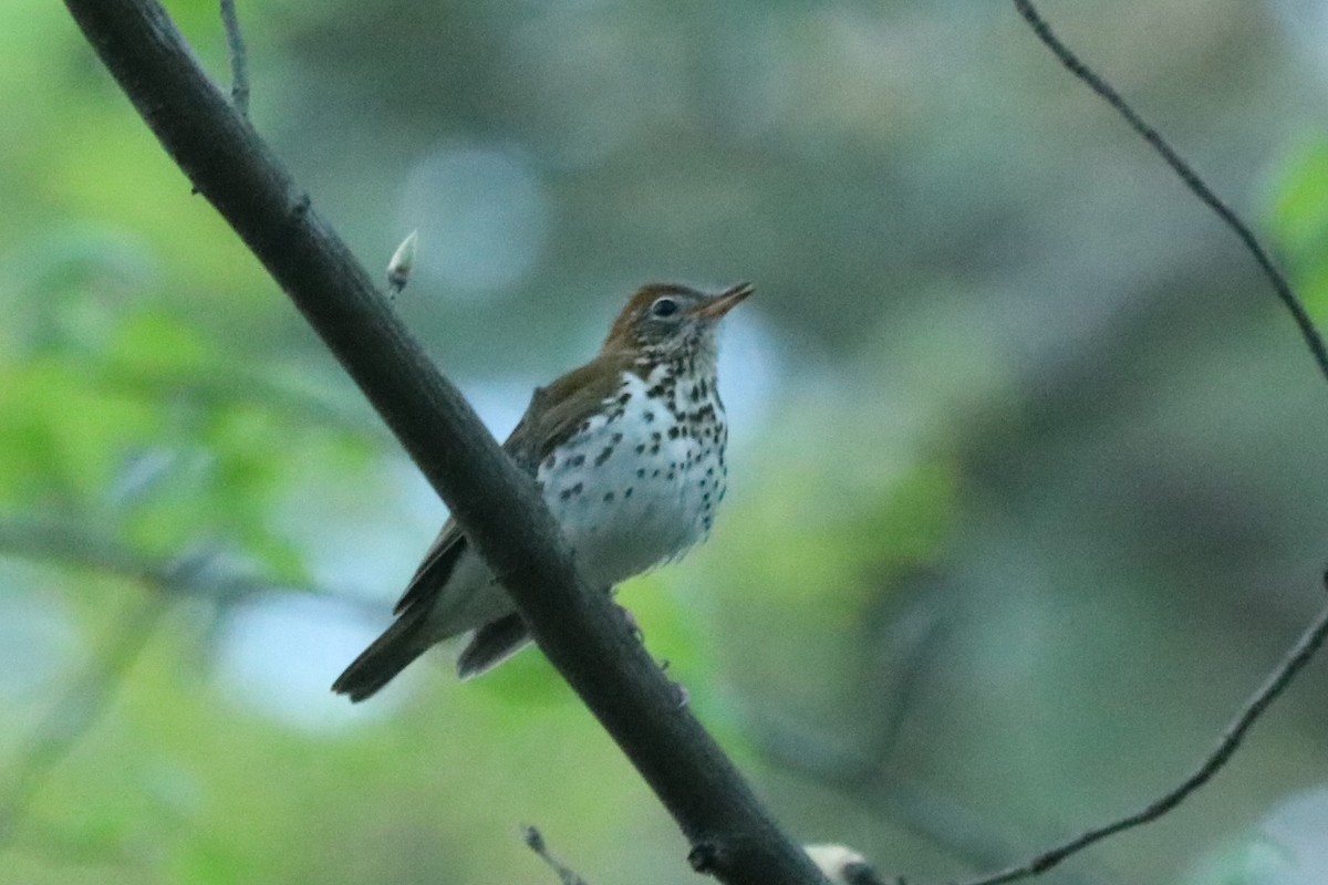 Wood Thrush - ML617316896