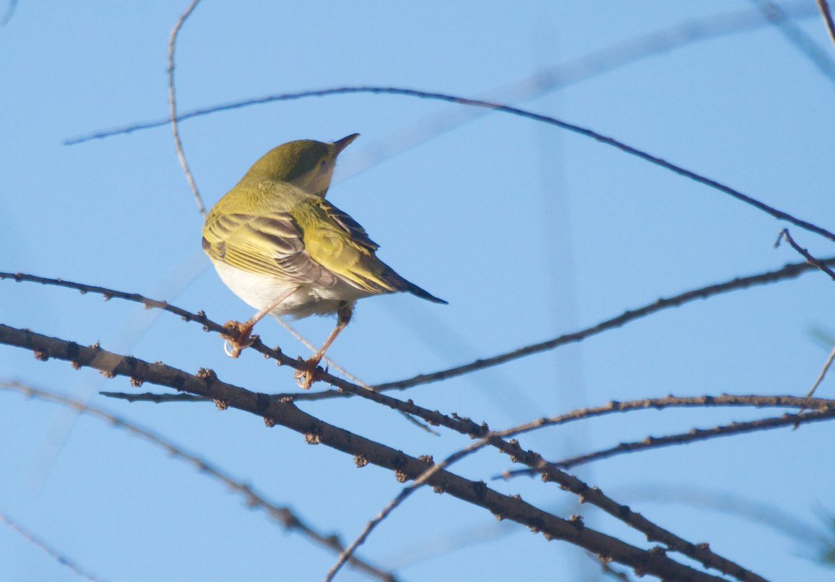 Wood Warbler - ML617316939