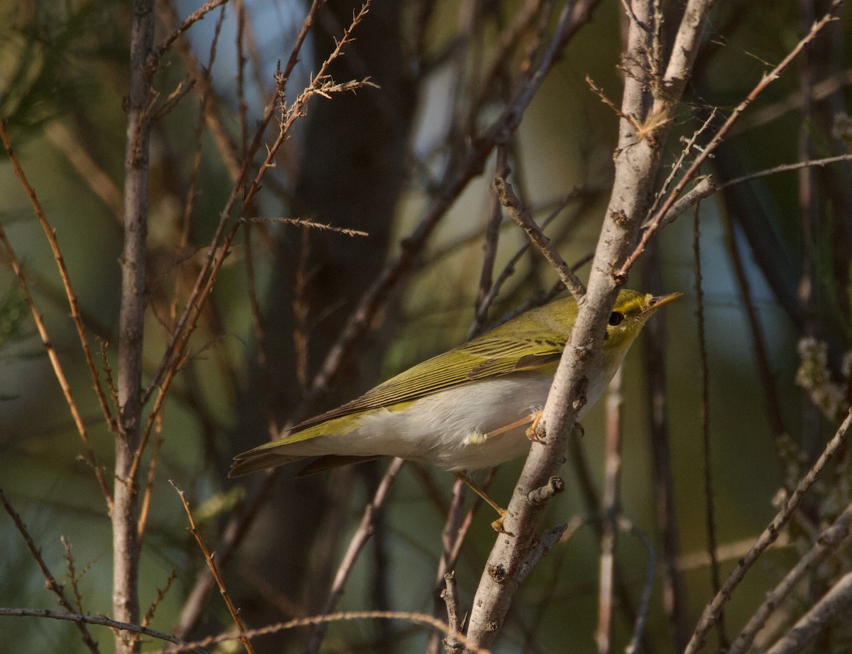 Wood Warbler - ML617316940