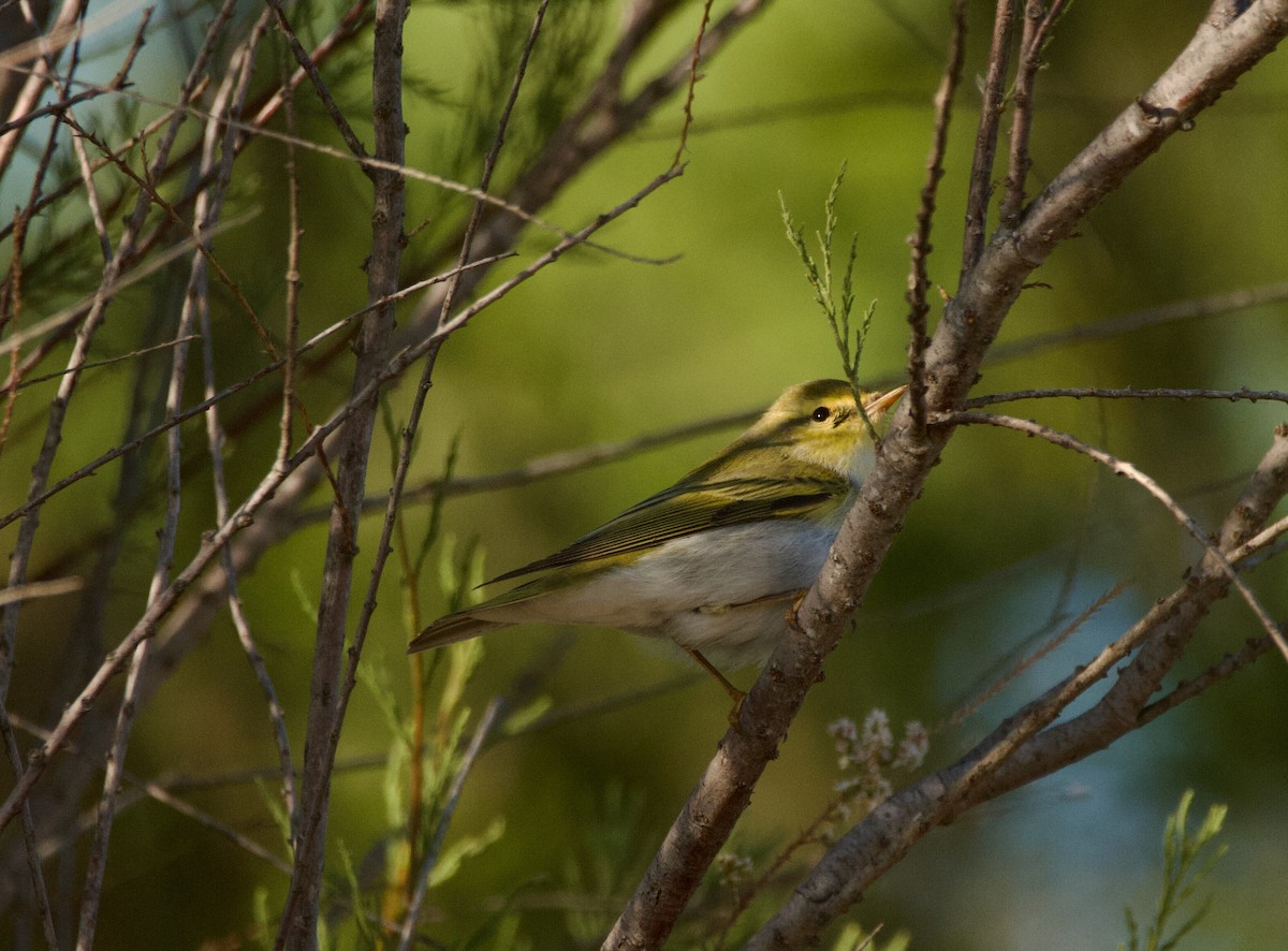 Wood Warbler - ML617316941