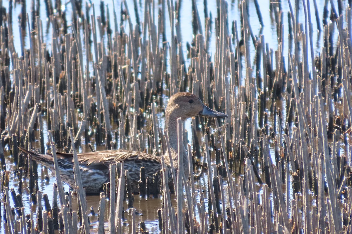 Northern Pintail - ML617316944