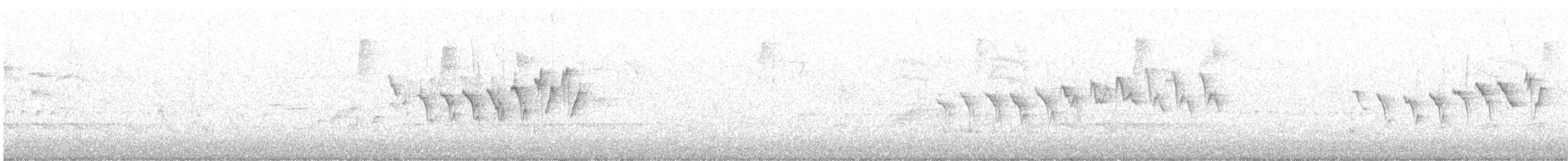 キヅタアメリカムシクイ（coronata） - ML617316955
