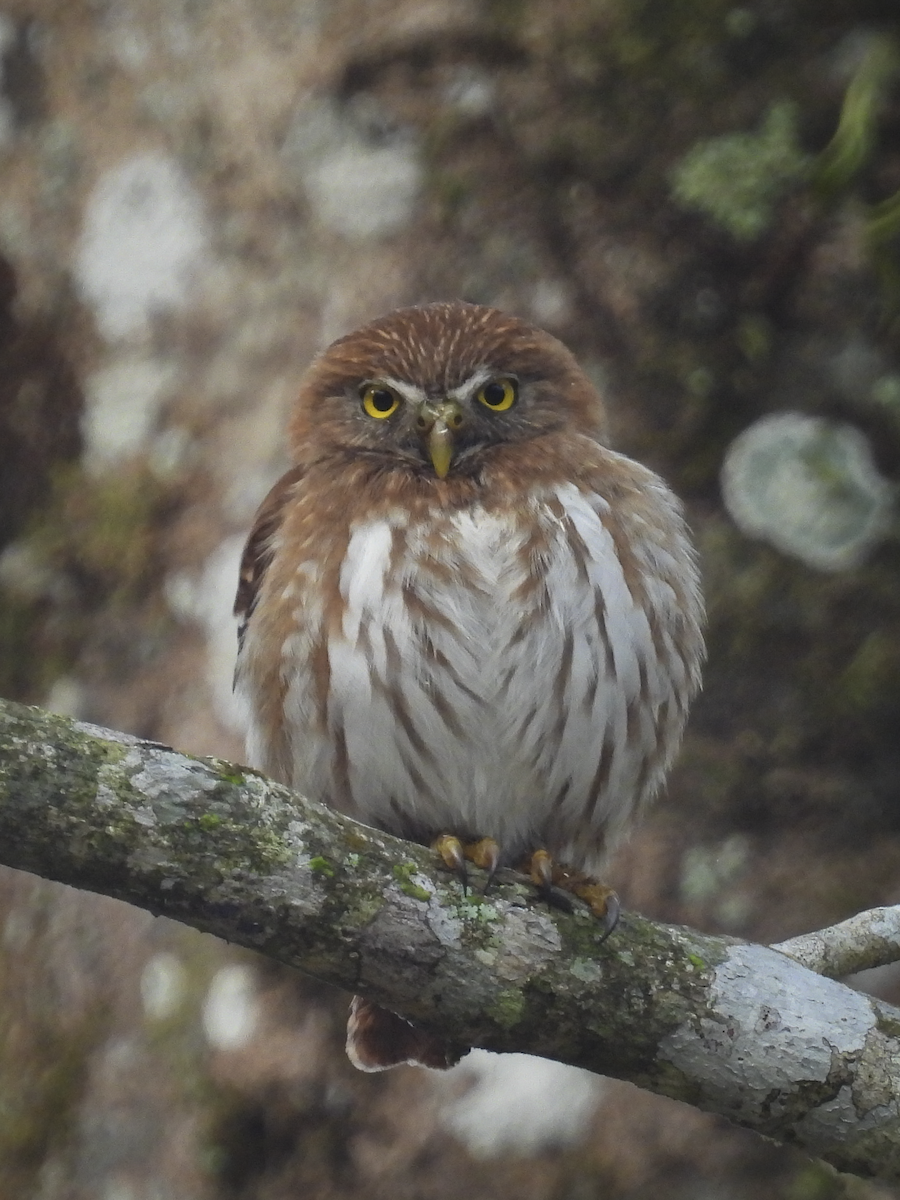Ferruginous Pygmy-Owl - Jeanette Stone