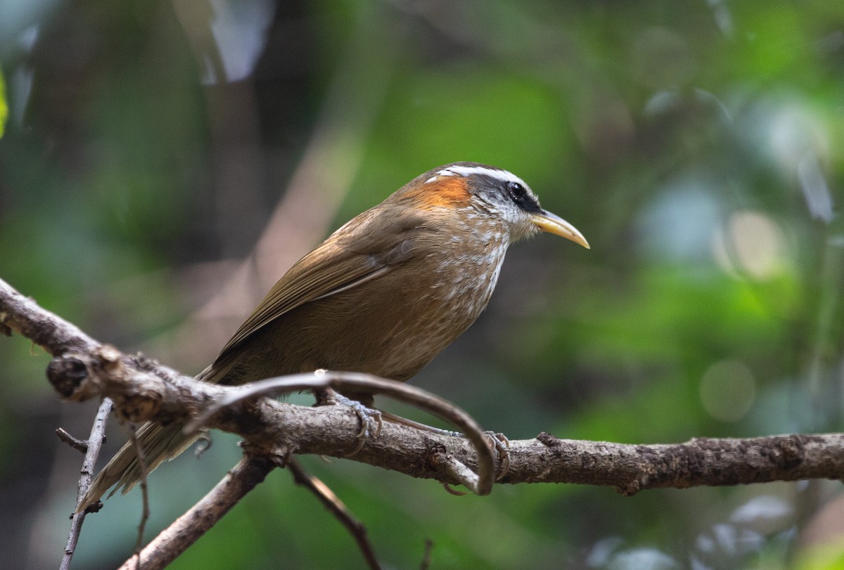 Streak-breasted Scimitar-Babbler - shuvam maharjan