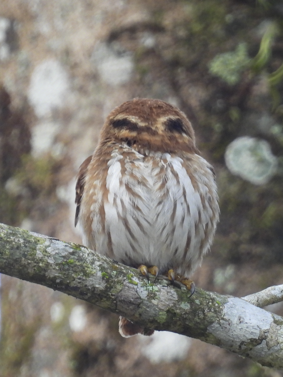 Ferruginous Pygmy-Owl - Jeanette Stone