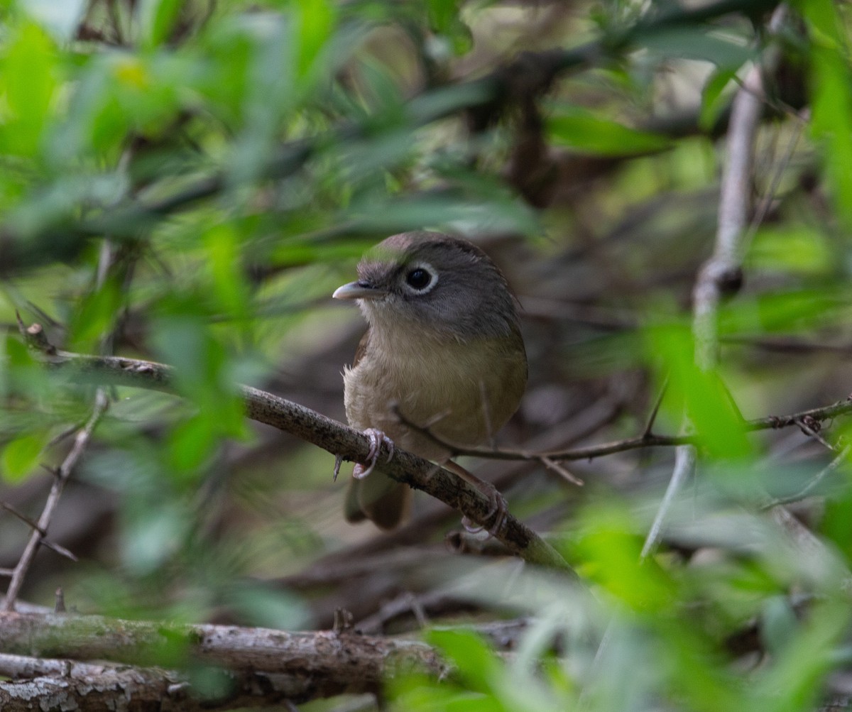 Nepal Fulvetta - shuvam maharjan