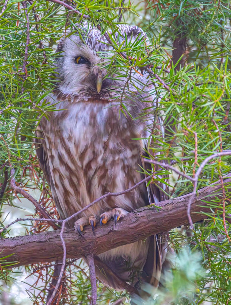 Boreal Owl - ML617317018