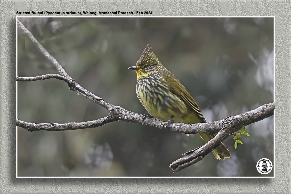 Striated Bulbul - ML617317019