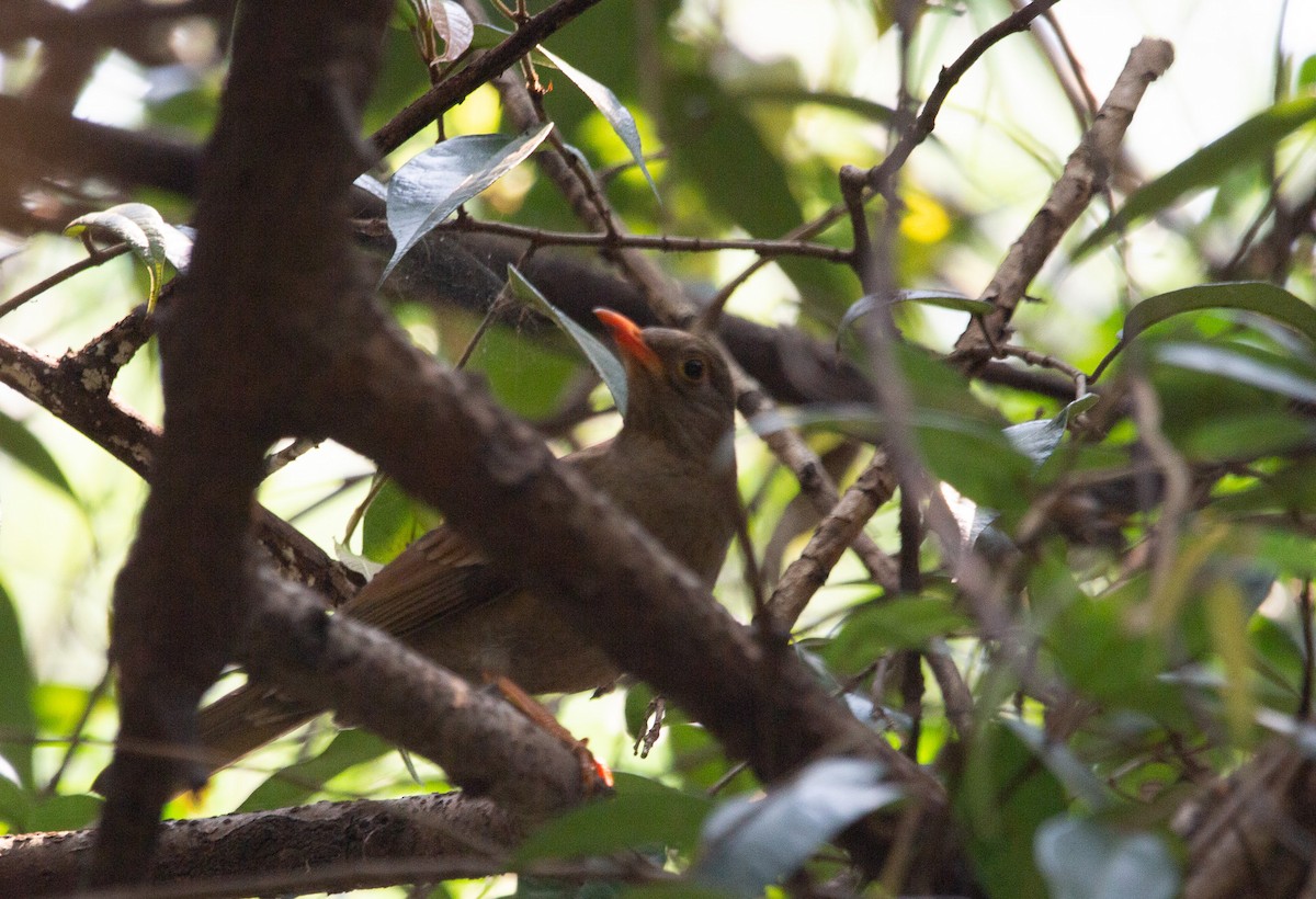 Gray-winged Blackbird - shuvam maharjan