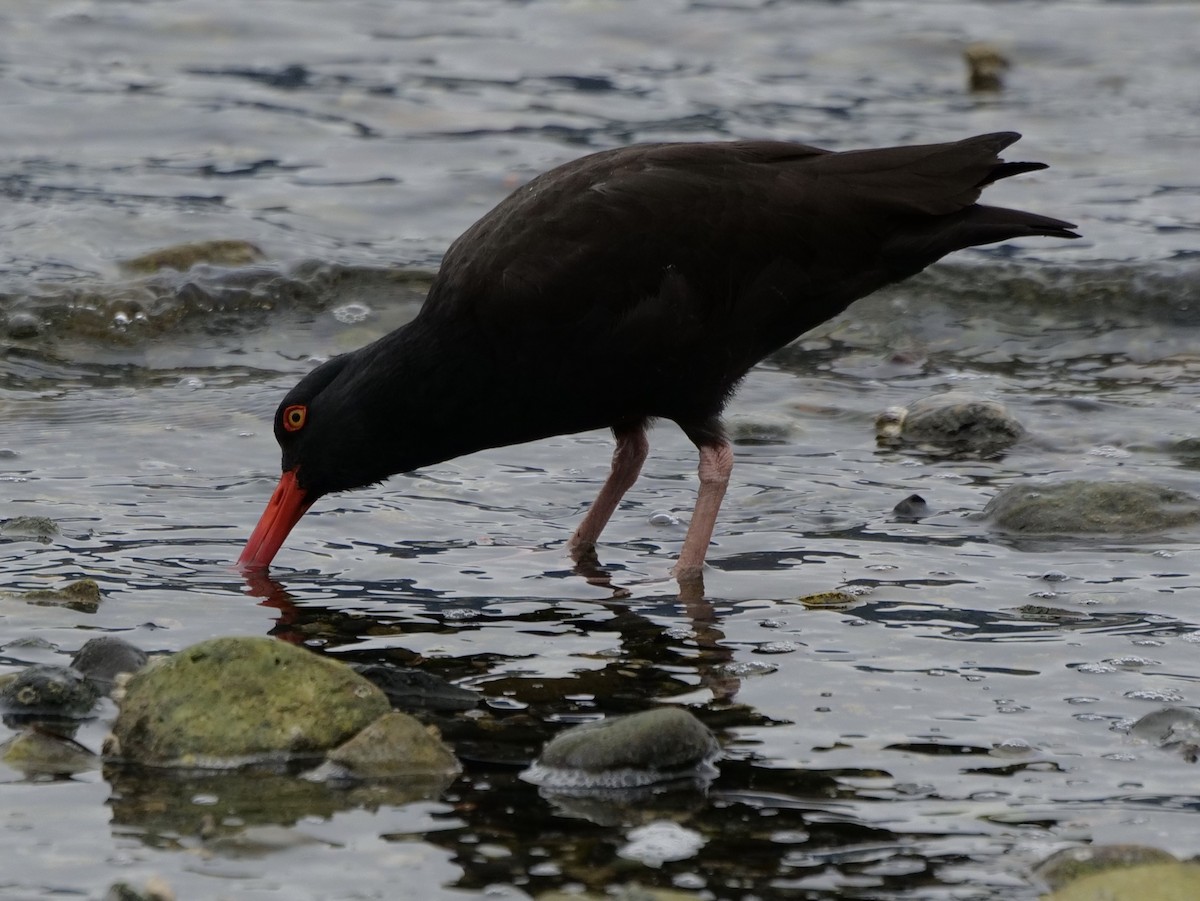 Black Oystercatcher - ML617317043