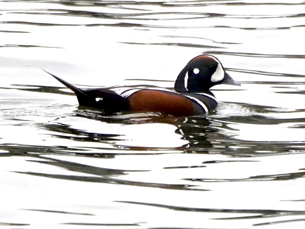 Harlequin Duck - ML617317055