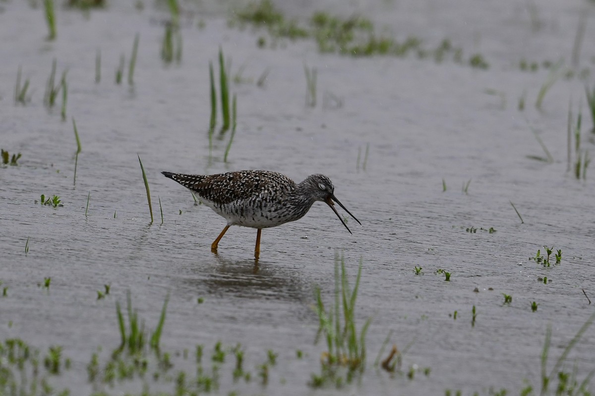 plystresnipe - ML617317130