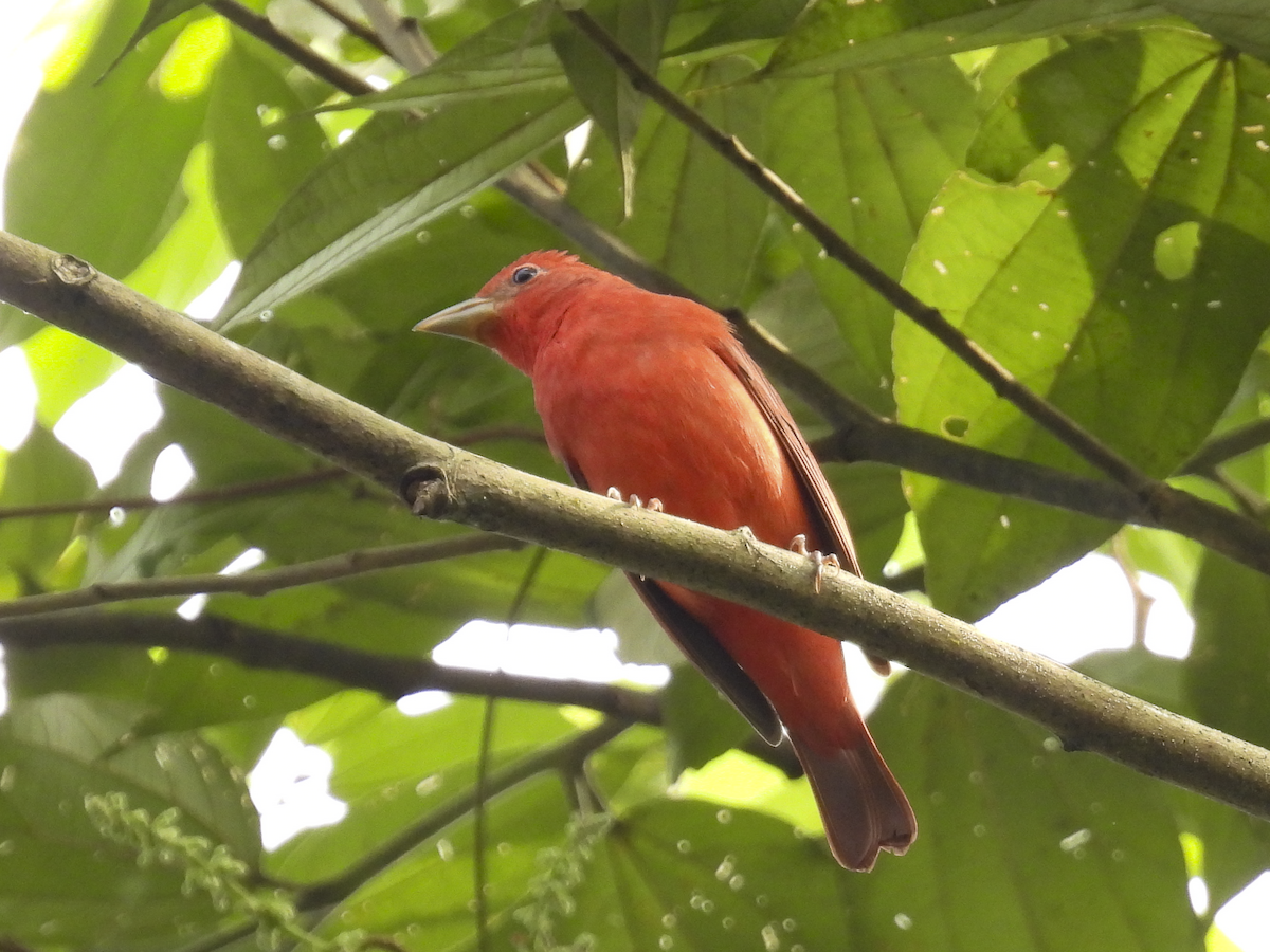Summer Tanager - Jeanette Stone