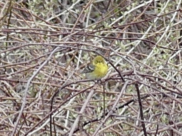 Pine Warbler - ML617317143