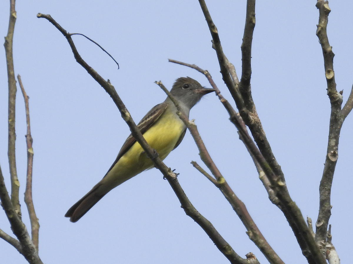 Great Crested Flycatcher - Jeanette Stone