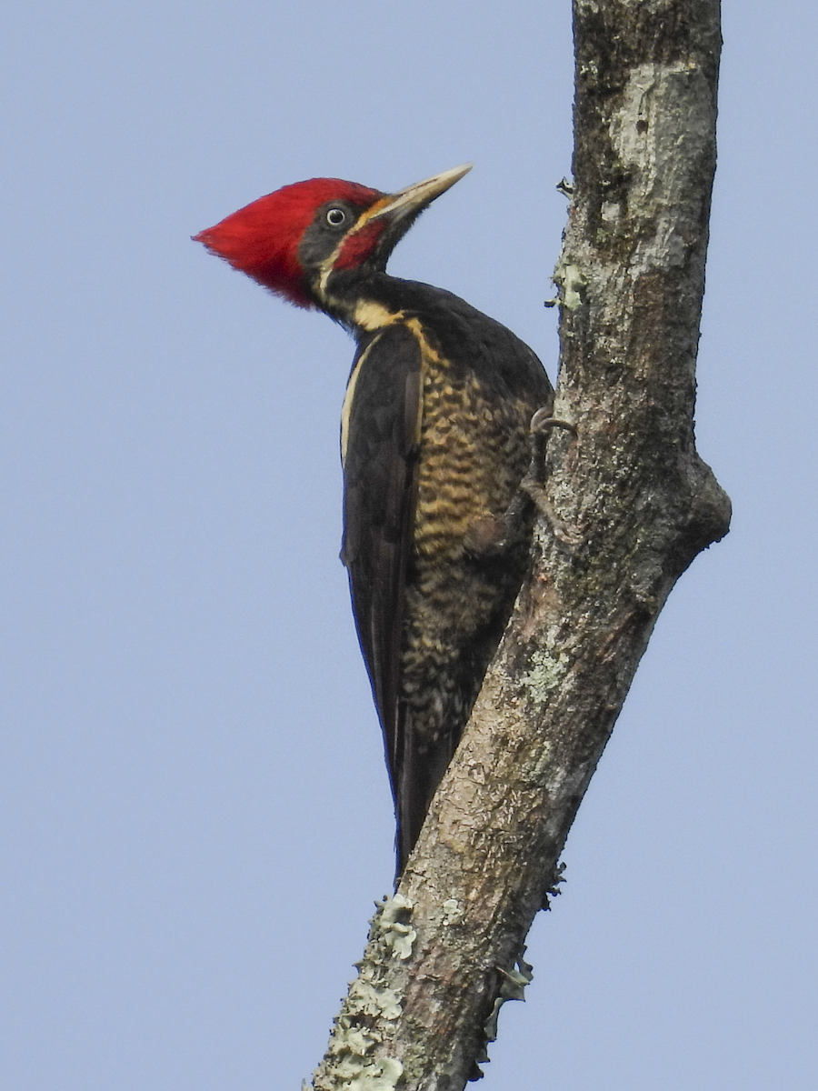 Lineated Woodpecker - Jeanette Stone