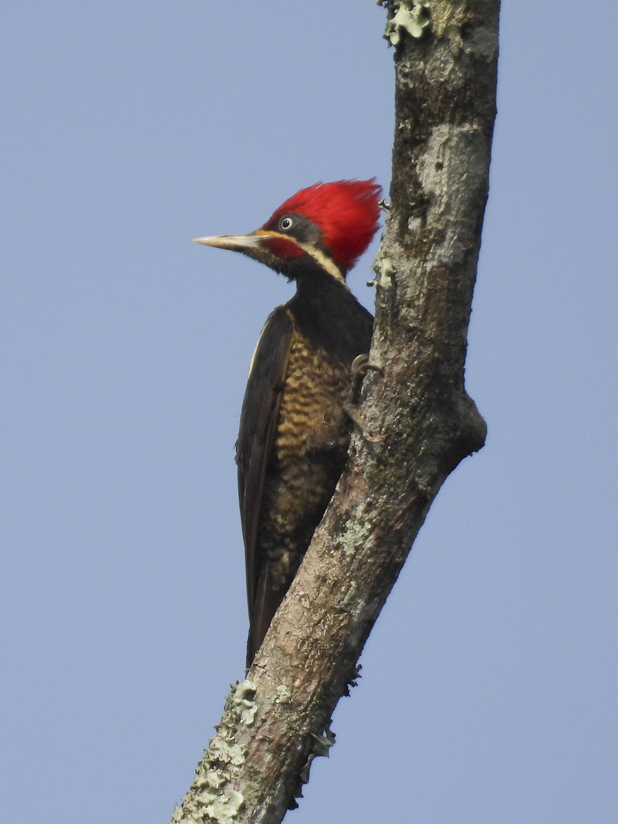 Lineated Woodpecker - Jeanette Stone