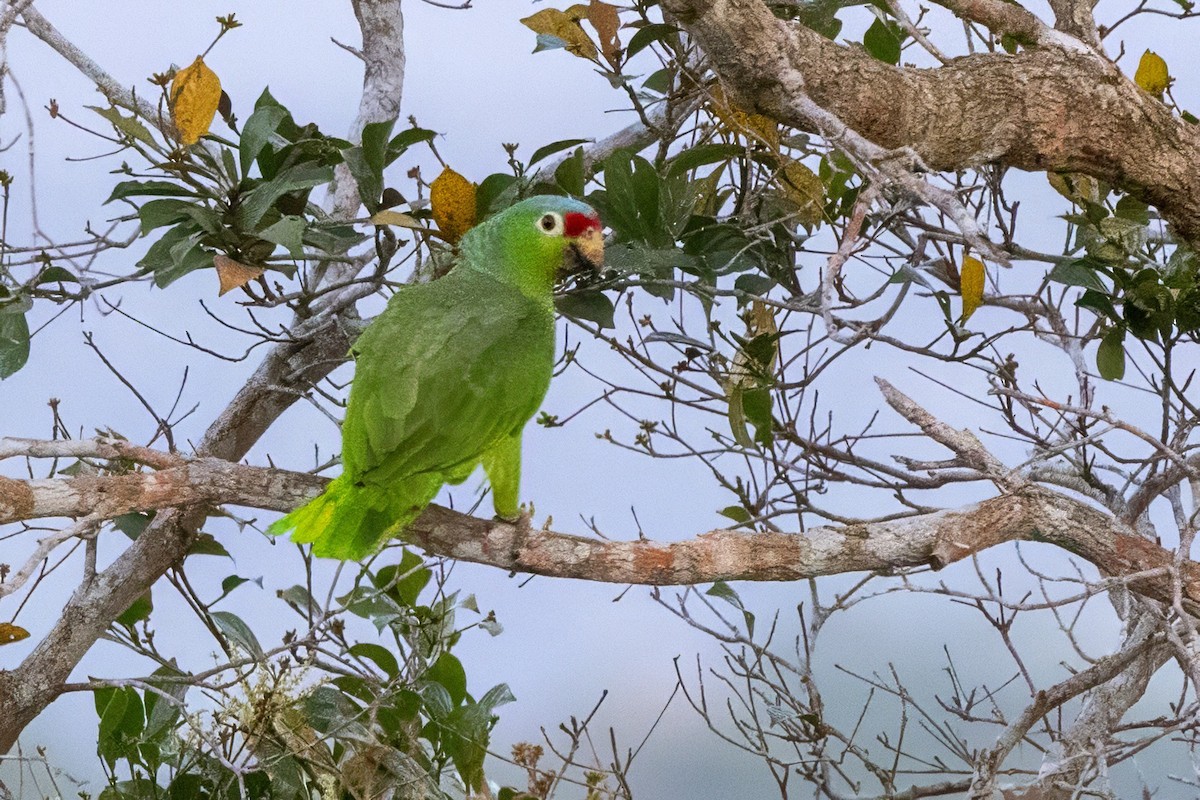 Red-lored Parrot - ML617317222