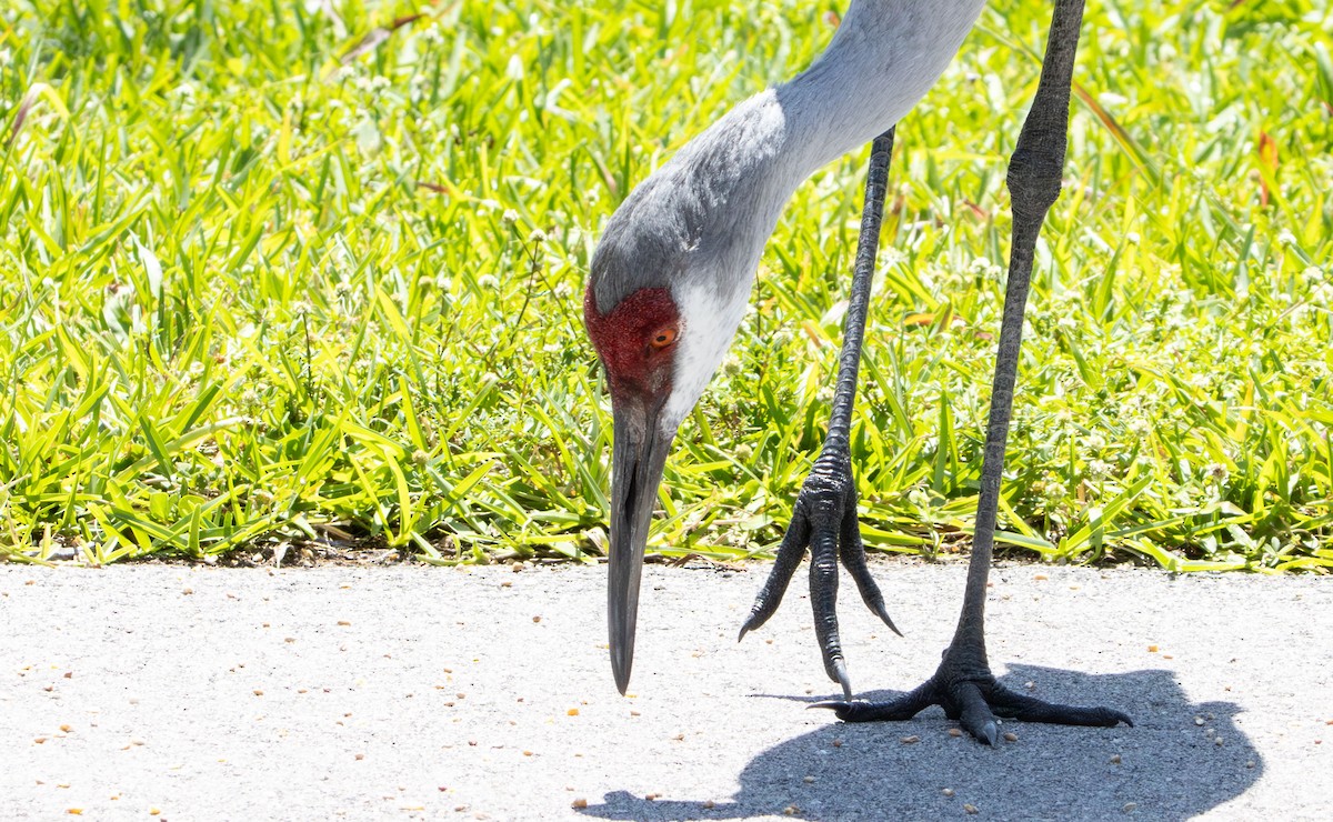 Sandhill Crane - ML617317232