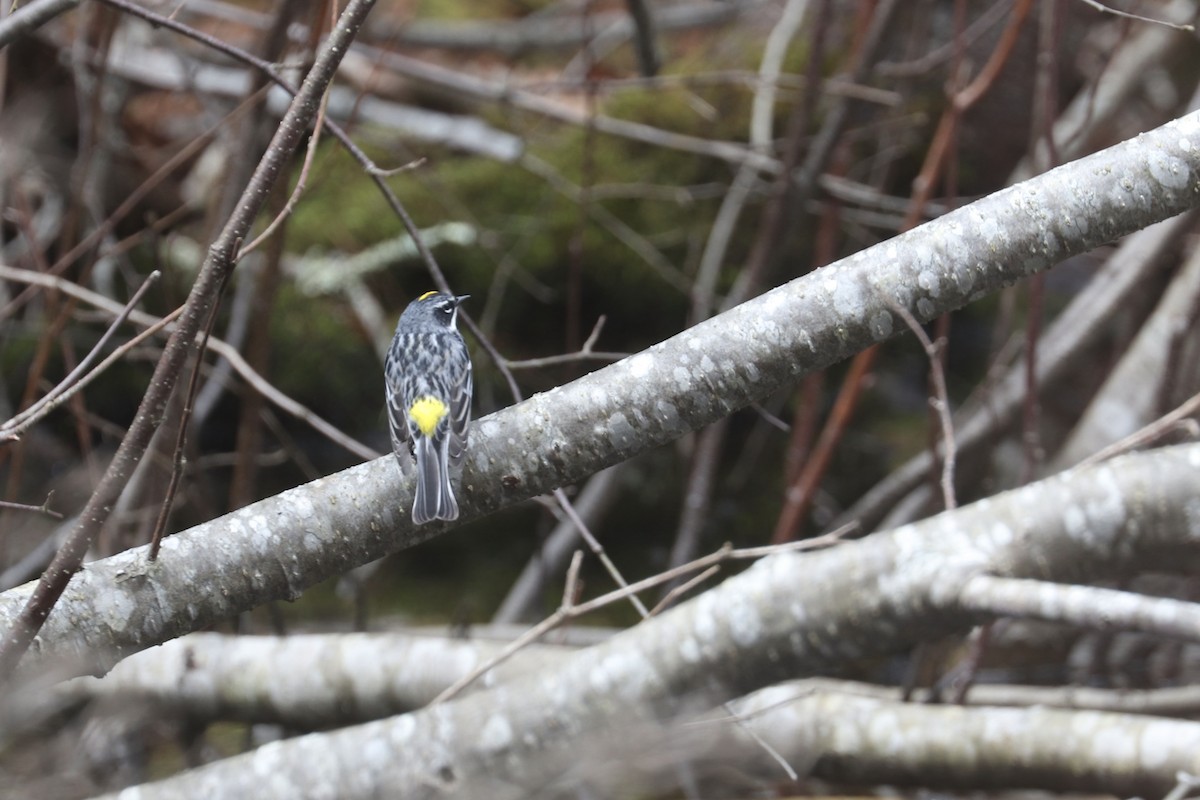 Yellow-rumped Warbler (Myrtle) - ML617317233