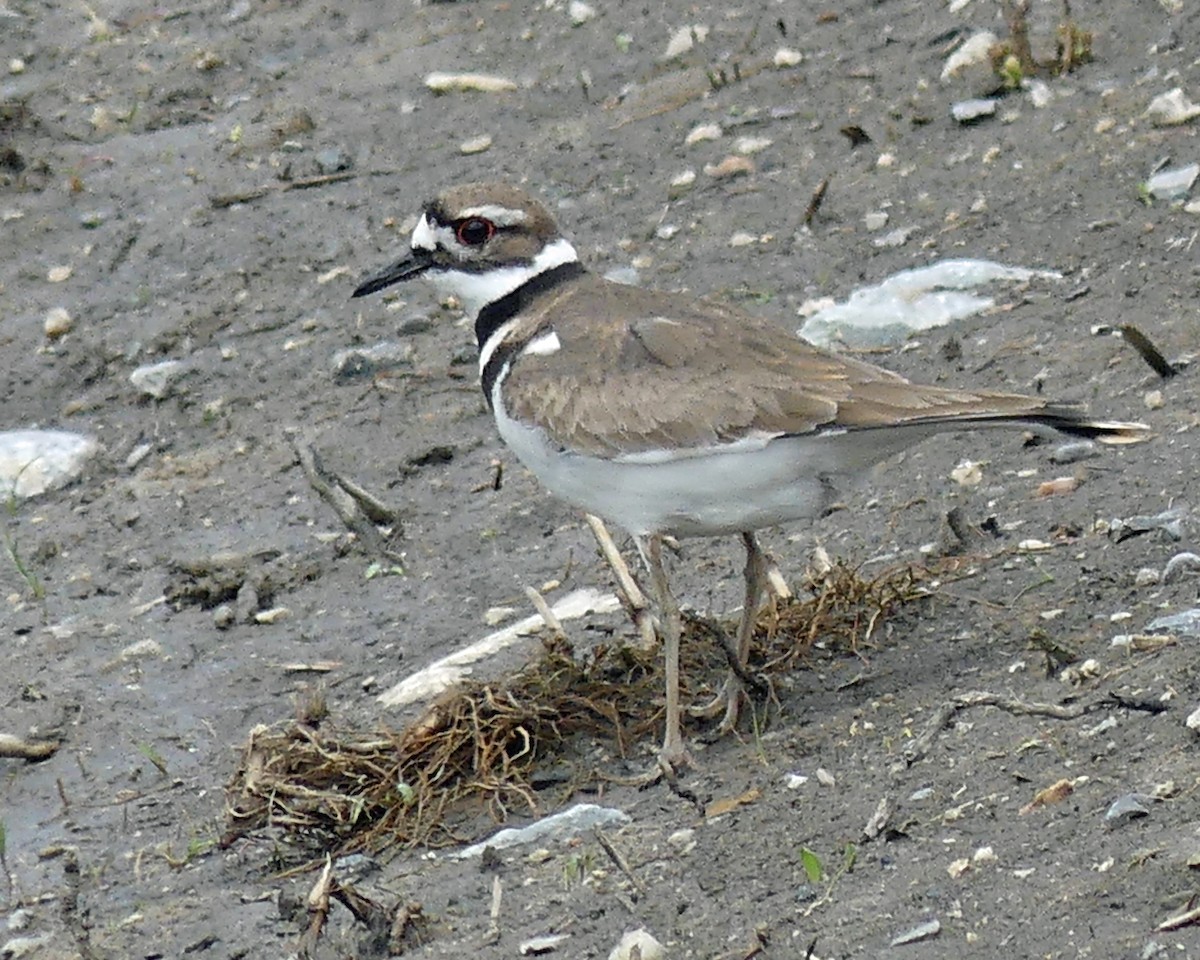 Killdeer - ML617317250