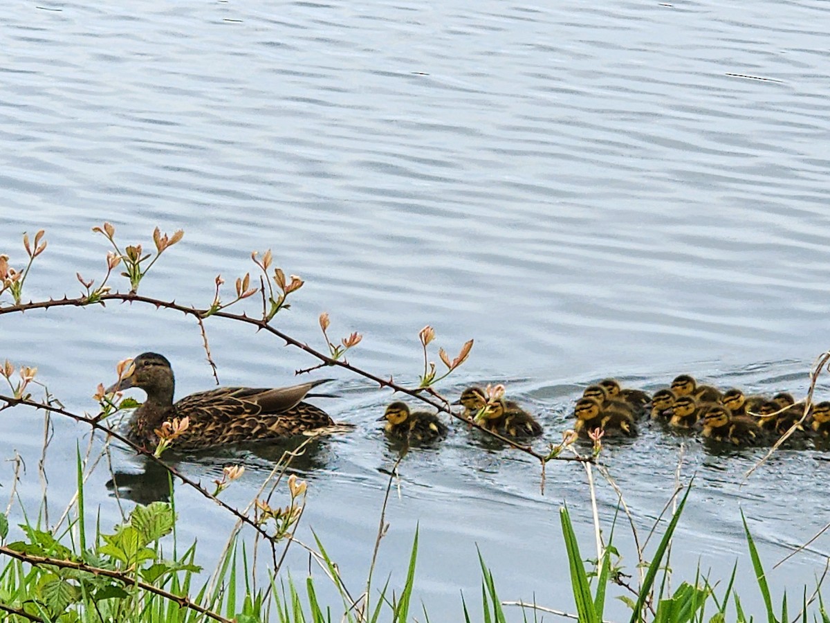 Canard colvert - ML617317259