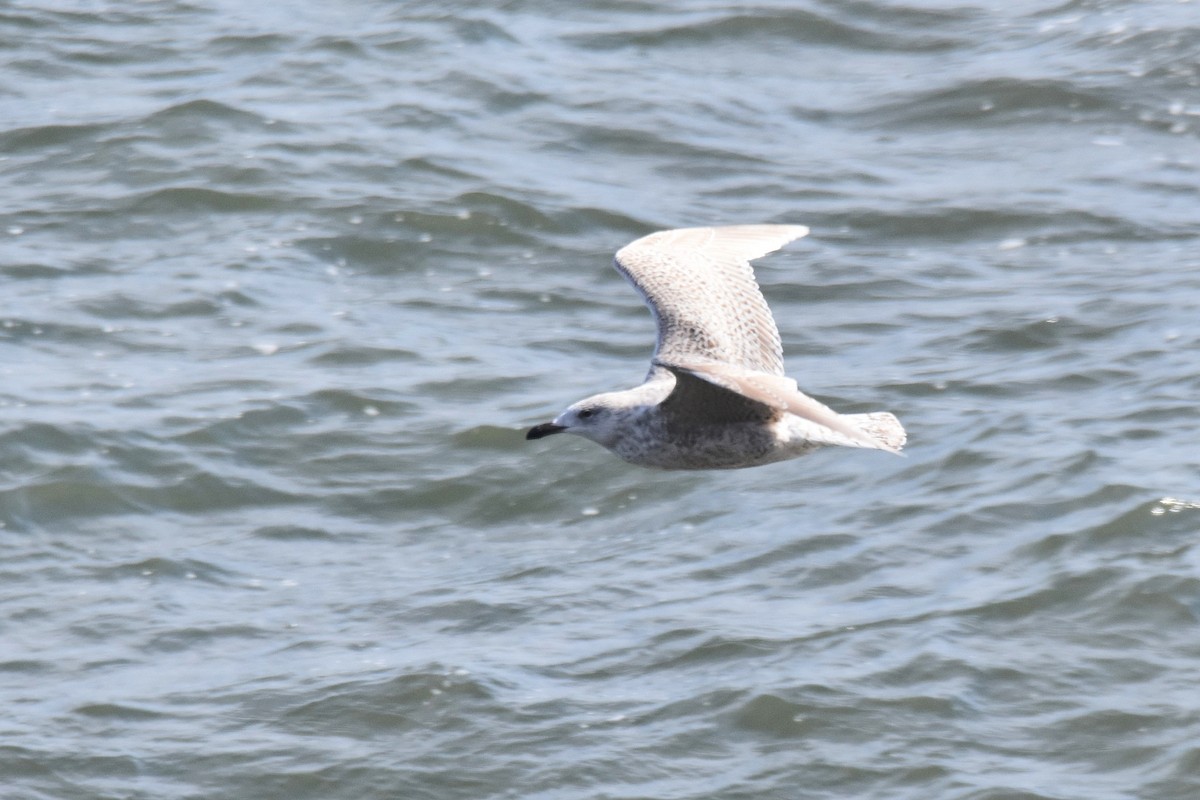 Herring x Glaucous Gull (hybrid) - ML617317269