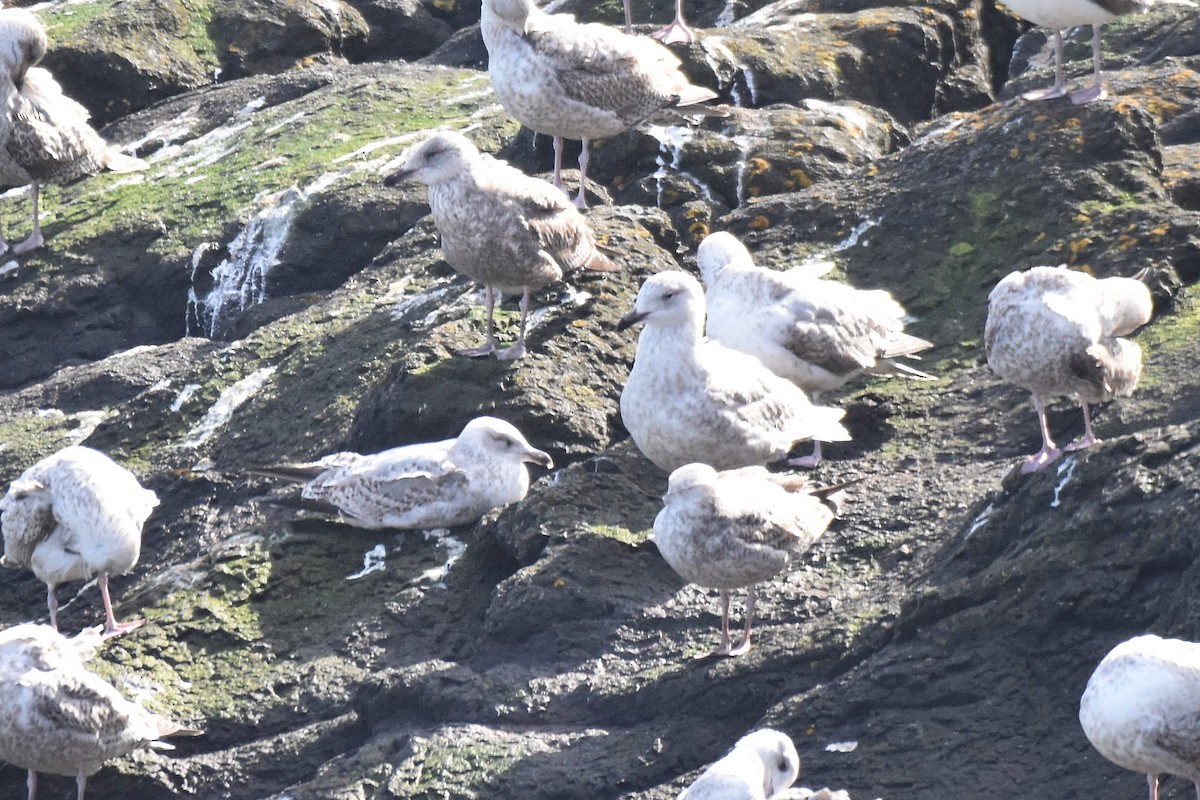 Herring x Glaucous Gull (hybrid) - ML617317270