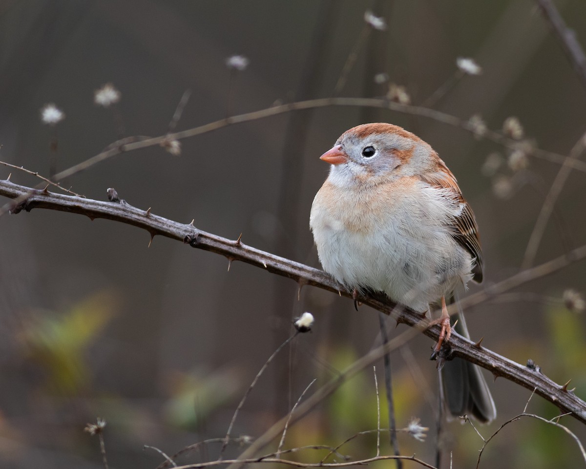 Field Sparrow - ML617317280