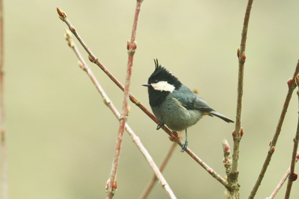 Rufous-vented Tit - Jason Estep