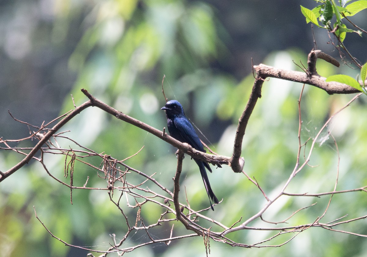 Bronzed Drongo - shuvam maharjan