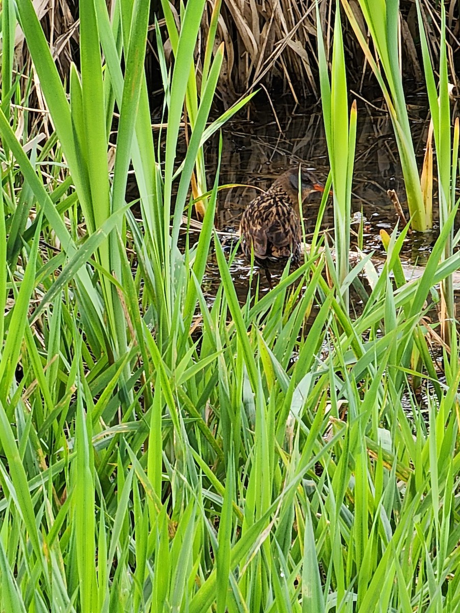 Virginia Rail - ML617317317