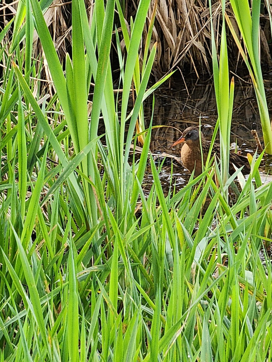 Virginia Rail - Anne Buckley