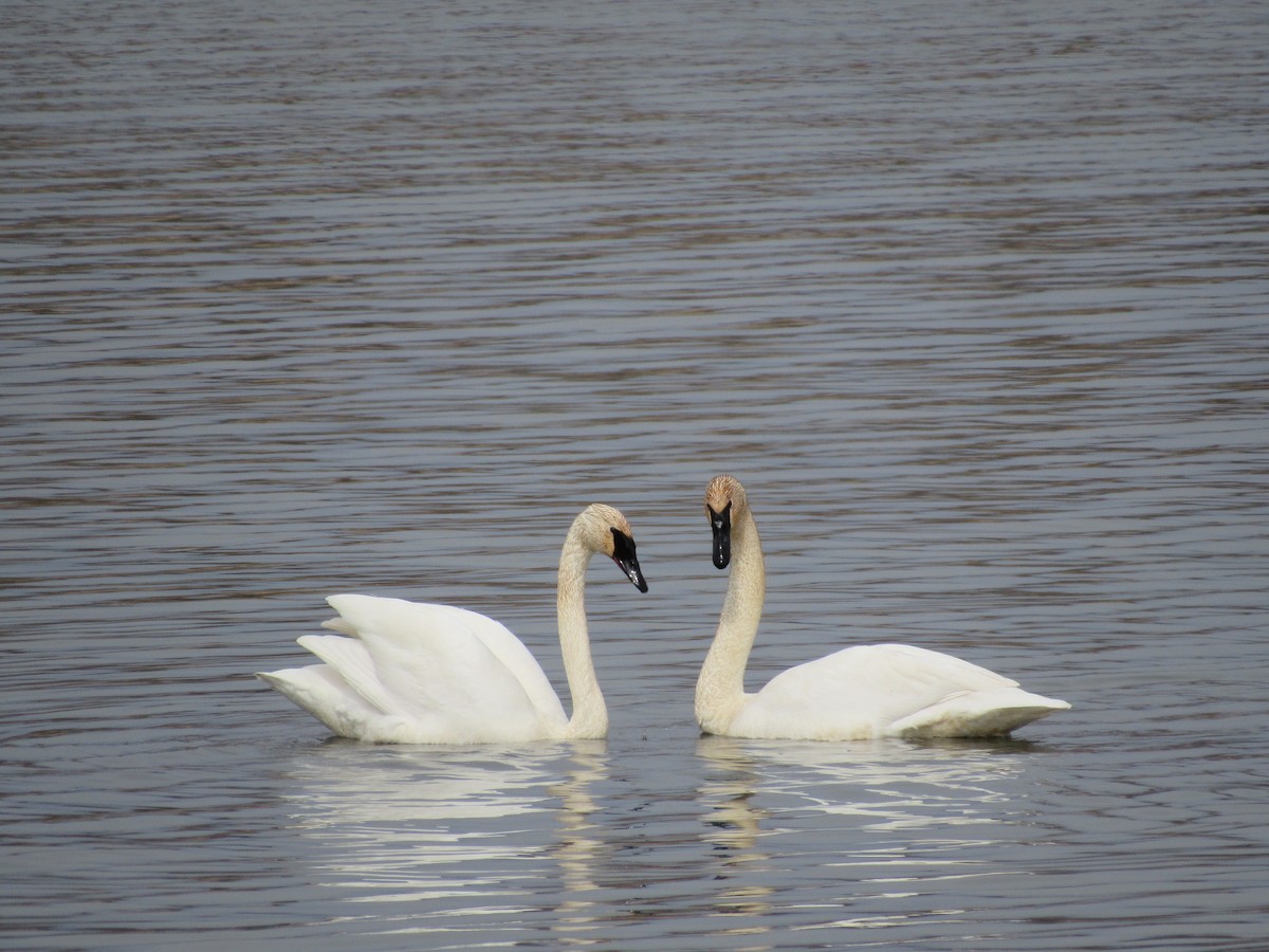 Trumpeter Swan - ML617317349