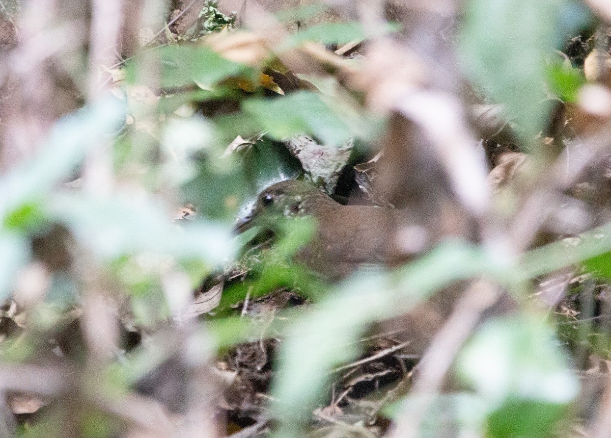 Dark-sided Thrush - shuvam maharjan