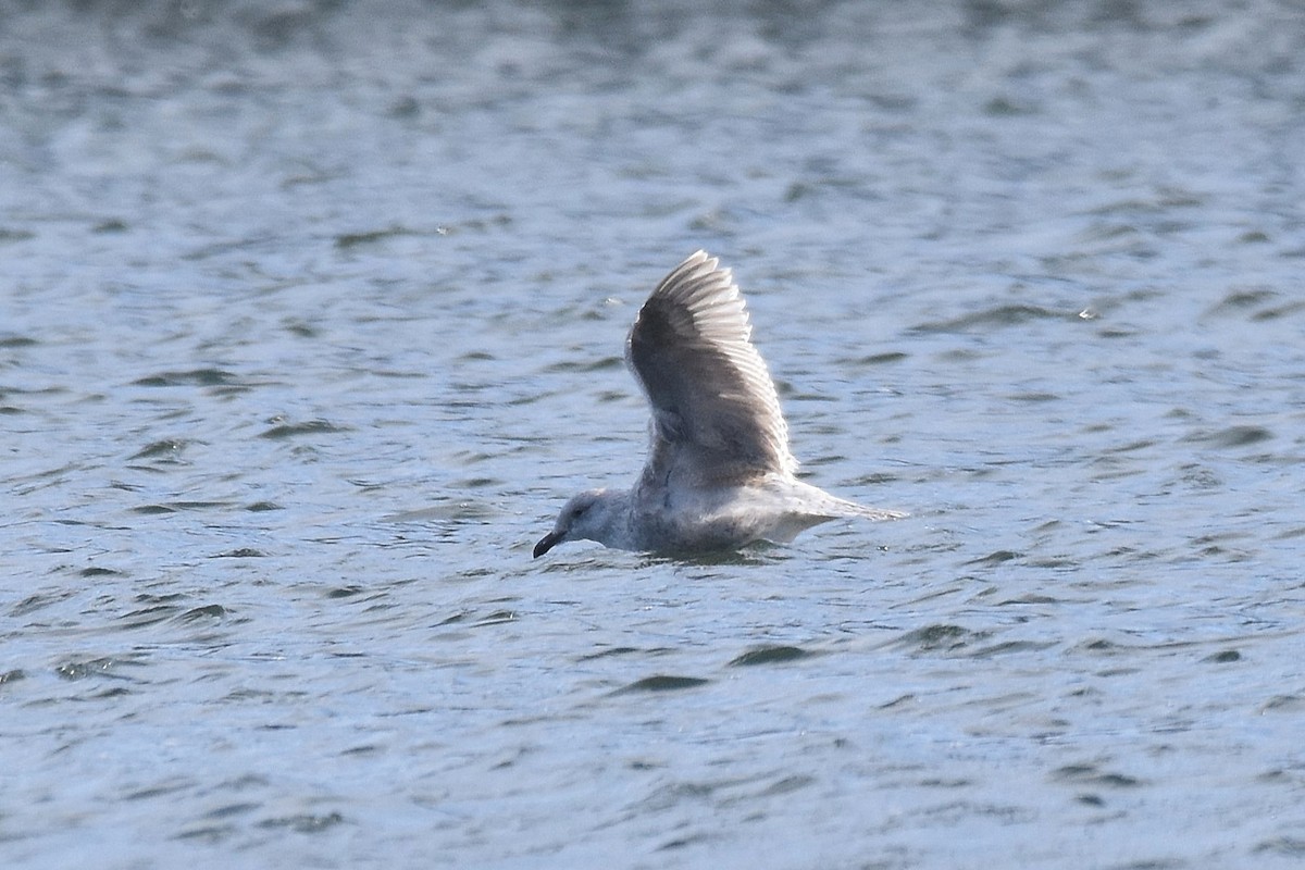 Gaviota Argéntea x Gavión Hiperbóreo (híbrido) - ML617317385