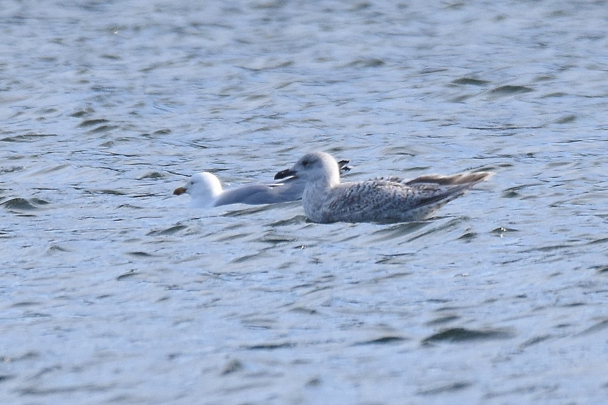 Gaviota Argéntea x Gavión Hiperbóreo (híbrido) - ML617317389