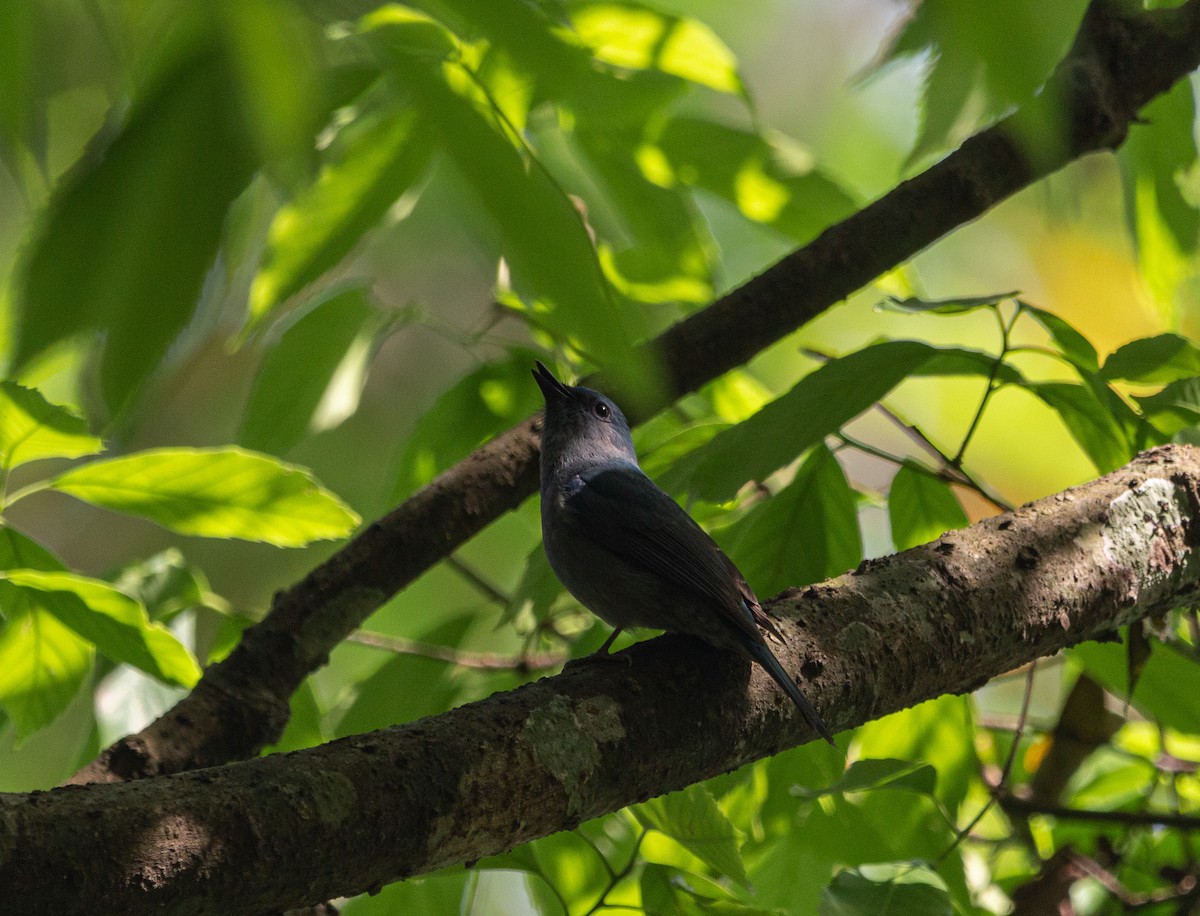 Pale Blue Flycatcher - ML617317393