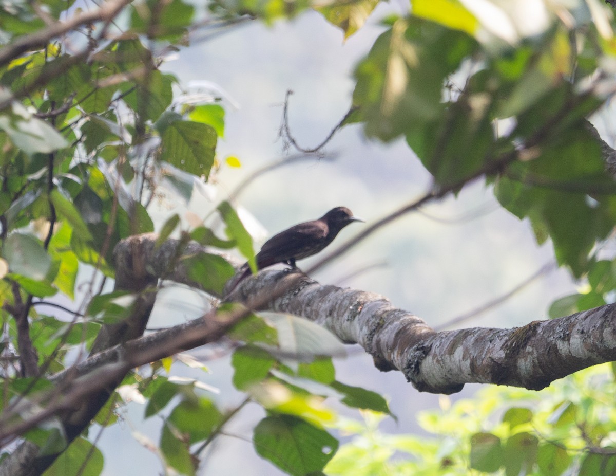 Maroon Oriole - shuvam maharjan