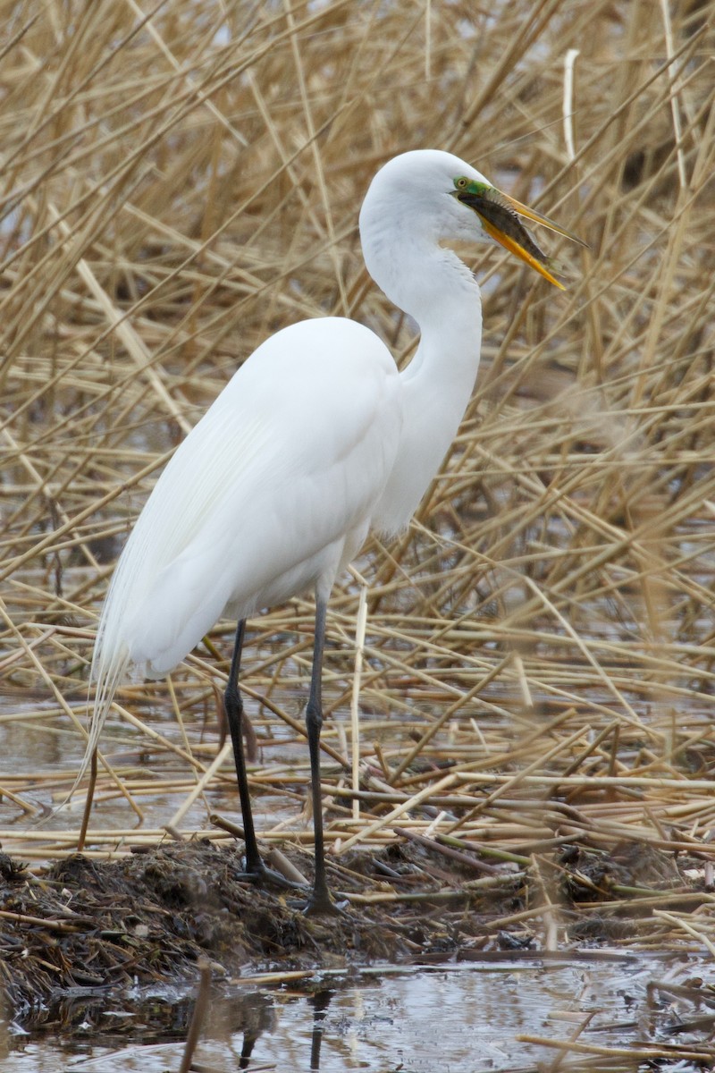 Great Egret - ML617317510