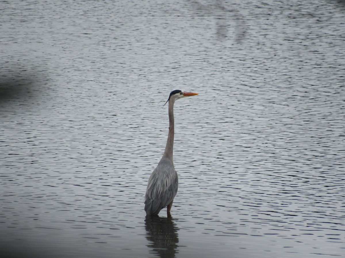 Great Blue Heron - ML617317527