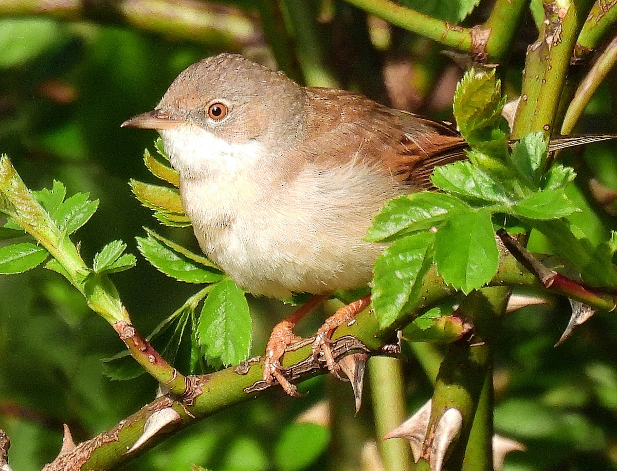 Greater Whitethroat - ML617317560