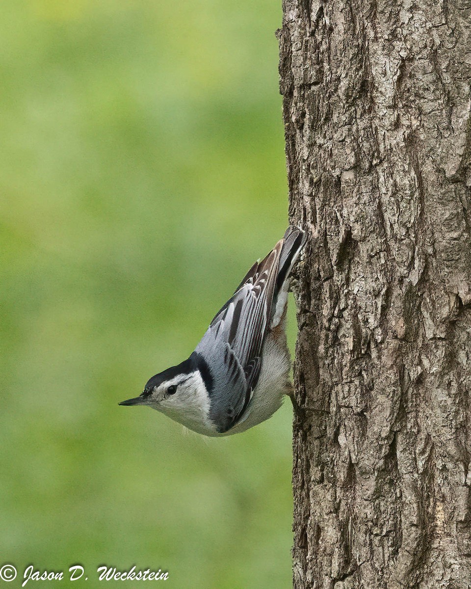 White-breasted Nuthatch (Eastern) - ML617317638