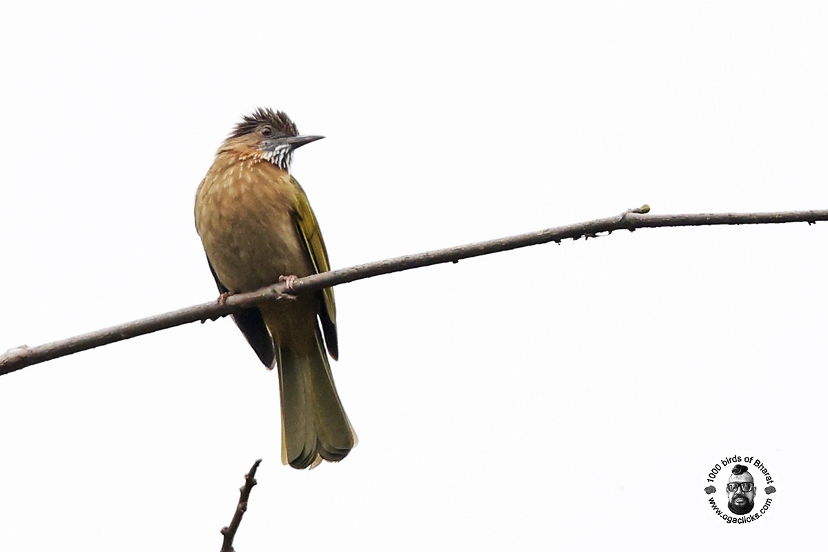 Mountain Bulbul - ML617317695