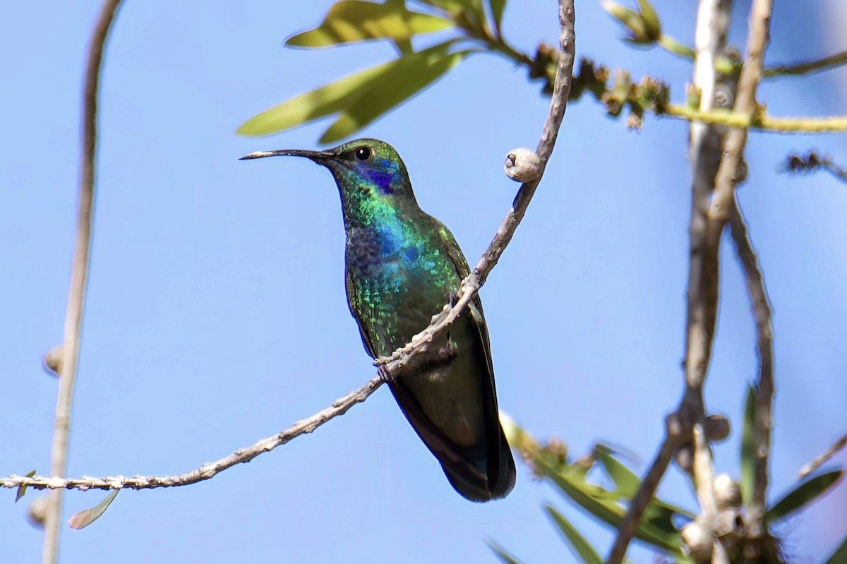 Mexican Violetear - jenny lee